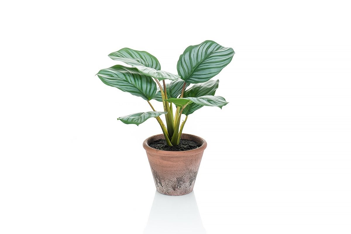 Calathea Orbifolia In Terracotta Pot 32cm