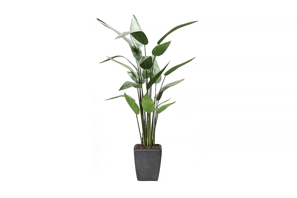 Heliconia Plant 125cm
