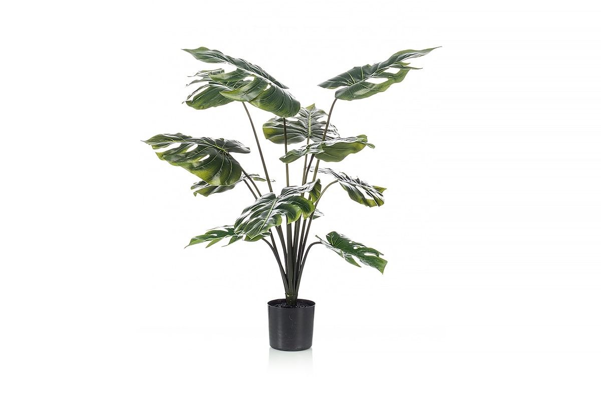 Monstera Plant 80cm