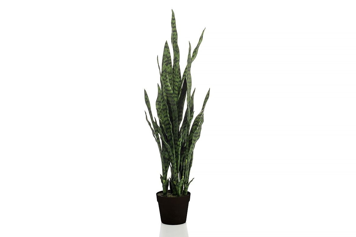 Sanseveria Plant 97cm
