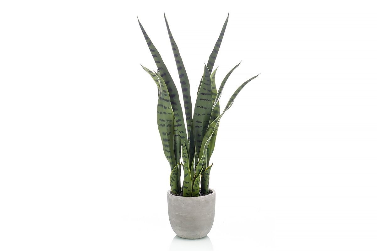 Sansevieria Plant 65cm