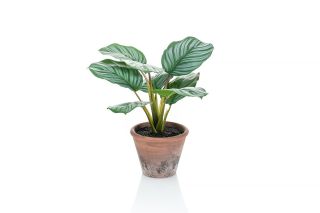 Calathea Orbifolia In Terracotta Pot 32cm