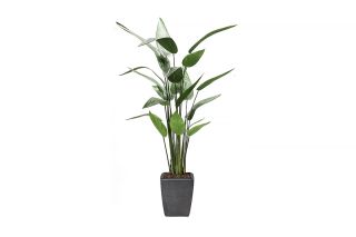 Heliconia Plant 125cm