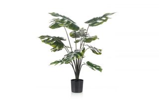 Monstera Plant 80cm