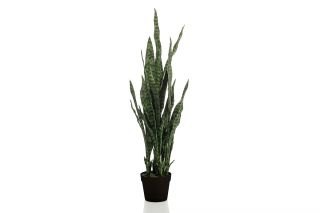 Sanseveria Plant 97cm