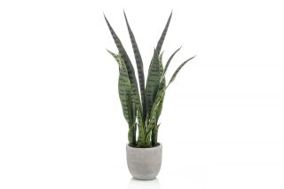 Sansevieria Plant 65cm